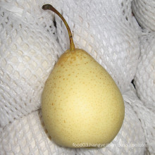 Sweet and Juicy Fresh Ya Pear